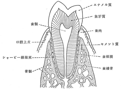 歯の断面模式図