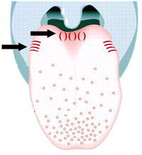 健康な舌乳頭のの模式図